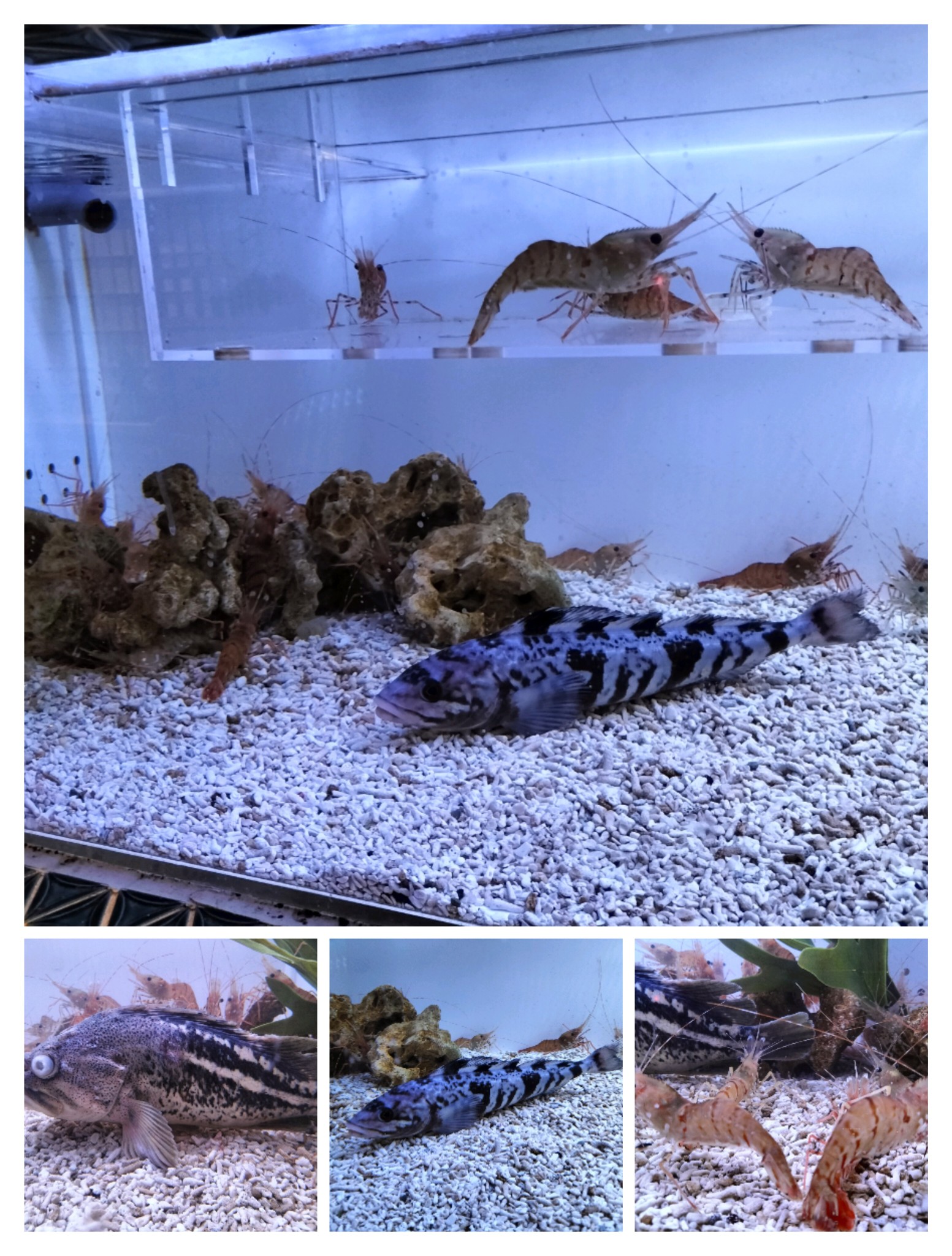 夕食会場の炭火食事処桑乃木の水槽