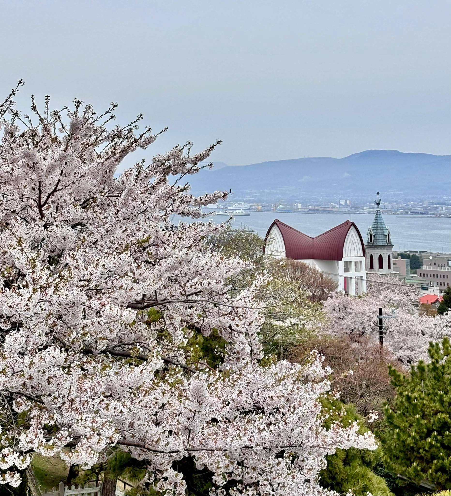 「函館ハリストス正教会」周辺の桜