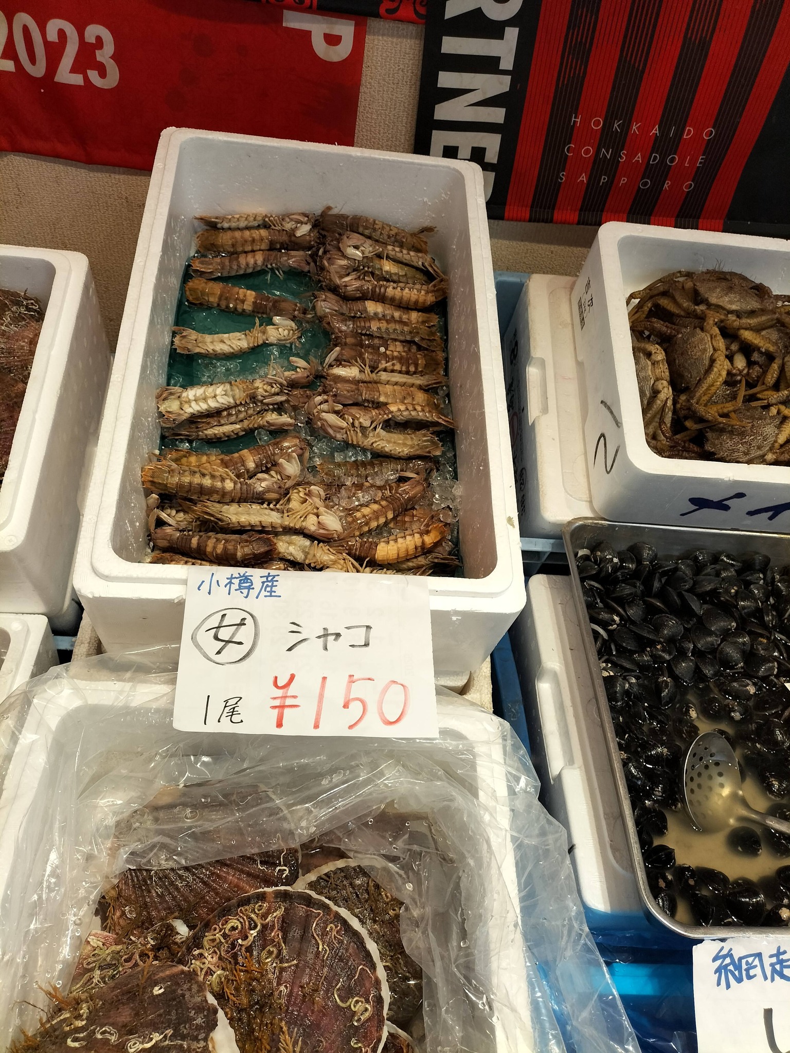 小樽産のシャコ